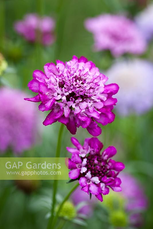 Scabiosa 'Tall Mixed' - Scabious