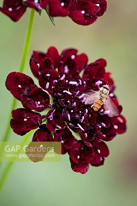 Scabiosa atropurpurea 'Black Cat'- Scabious with hoverfly
