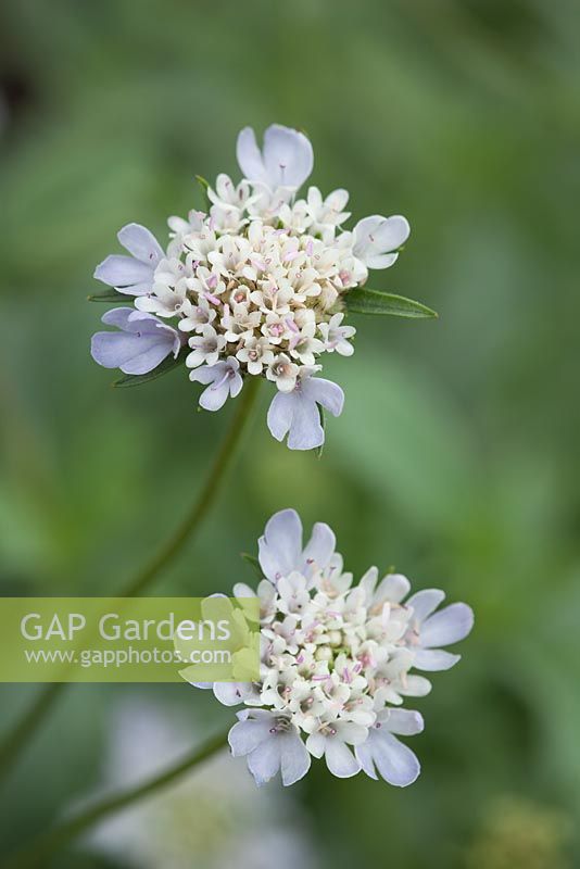 Scabiosa stellata 'Ping Pong'- Scabious