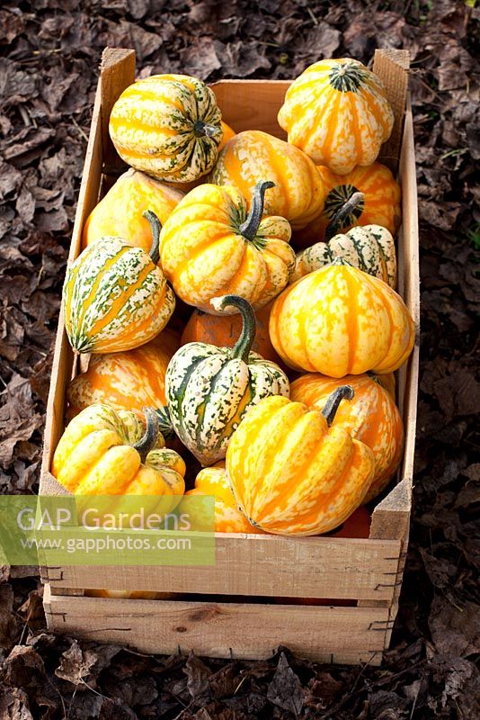 Squashes 'Celebration' harvested into a wooden box