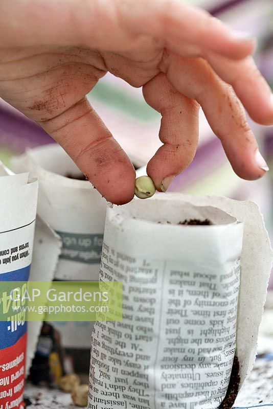 Girl making paper pots from newspaper - Sowing peas