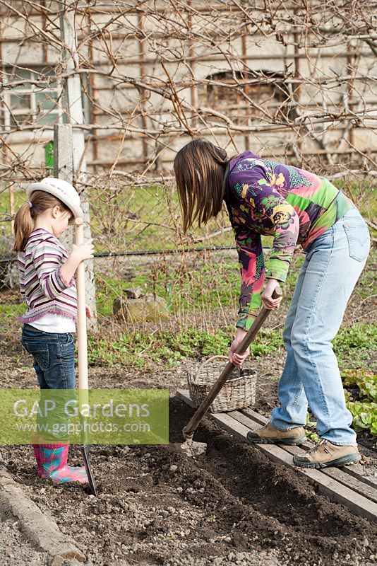 Planting potatoes - Preparing soil