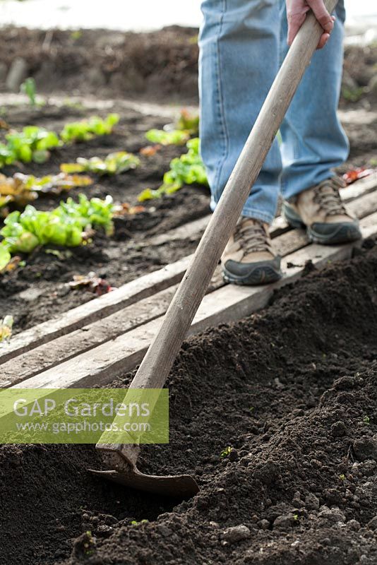 Planting potatoes - Preparing soil