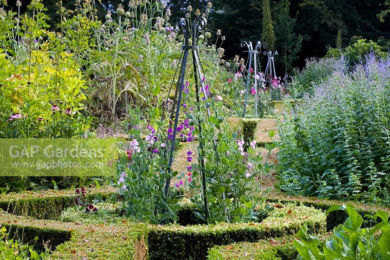 Lathyrus odoratus growing up metal obelisks - The herb garden at Ballymaloe Cookery school