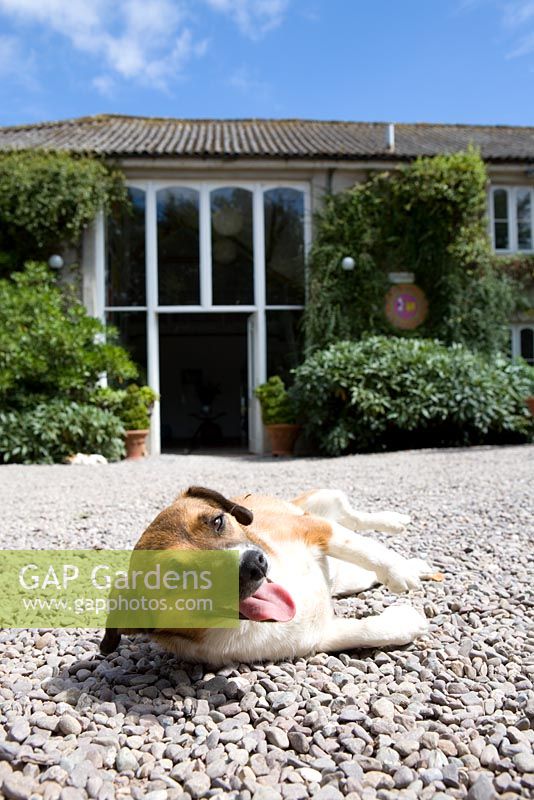Dog in front of the cookery school at Ballymaloe