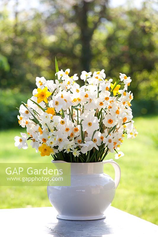 White jug with mixed scented Narcissus