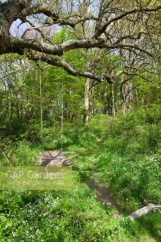 Woodland path at Perch Hill with swing hanging from tree