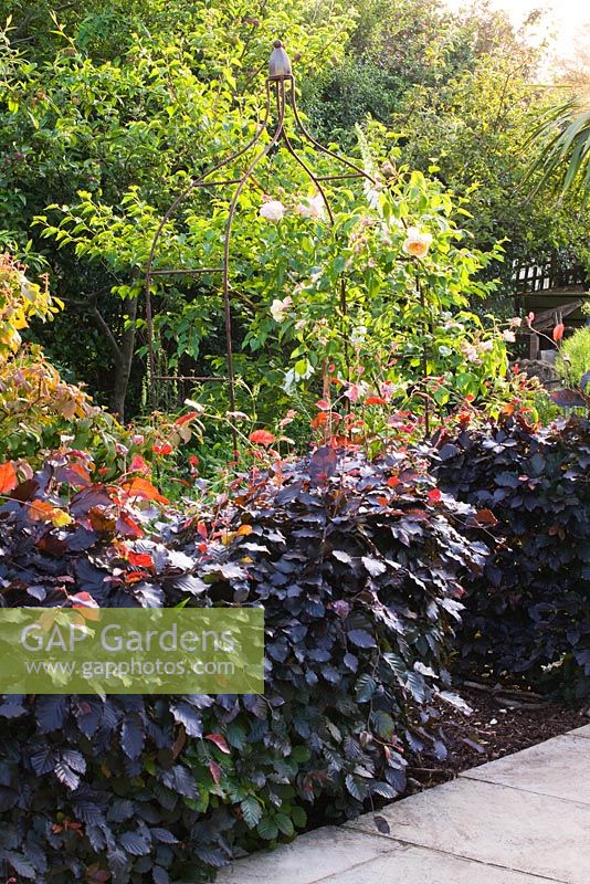 Rusty metal arbour with Rosa and Fagus 'Purpurea' - Purple Beech hedge in front
