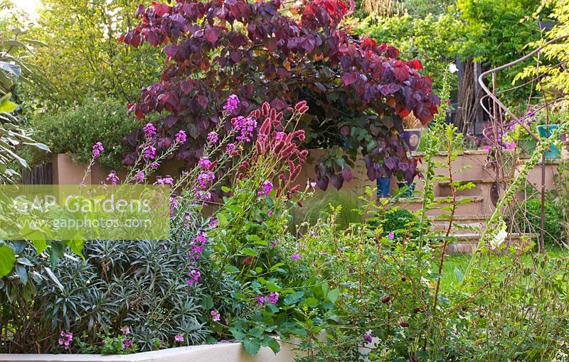Raised bed with Erysimum and steps with Cercis canadensis 'Forest Pansy' beyond