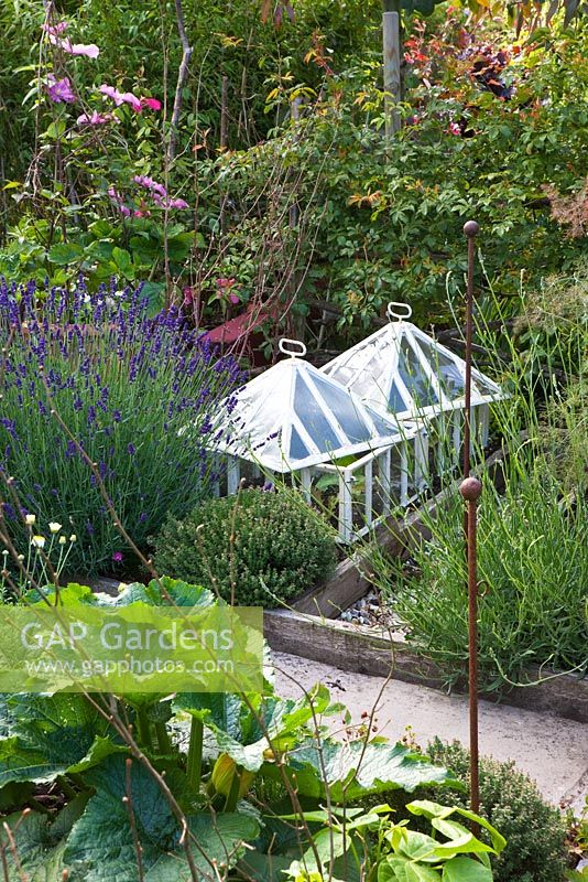 Potager with cloches and Lavandula - Lavender