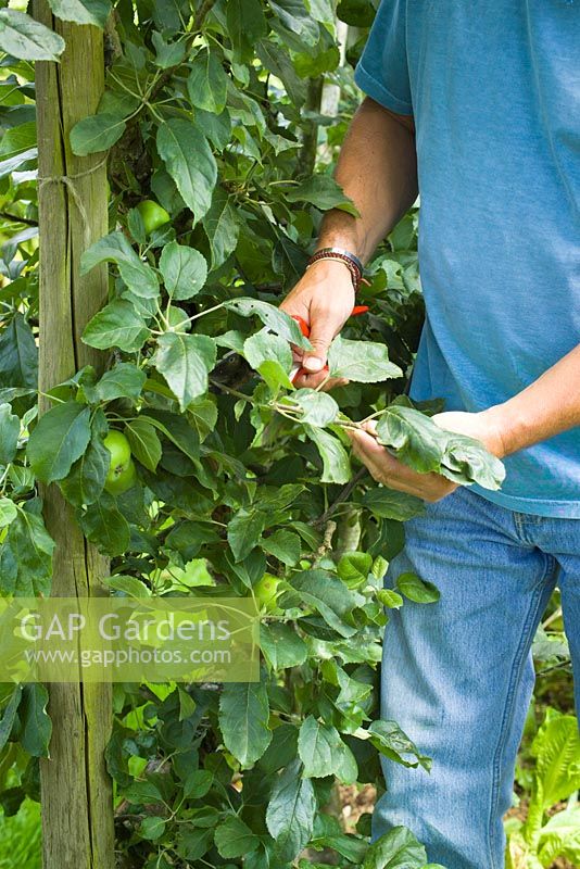 Pruning a compact Apple cordon