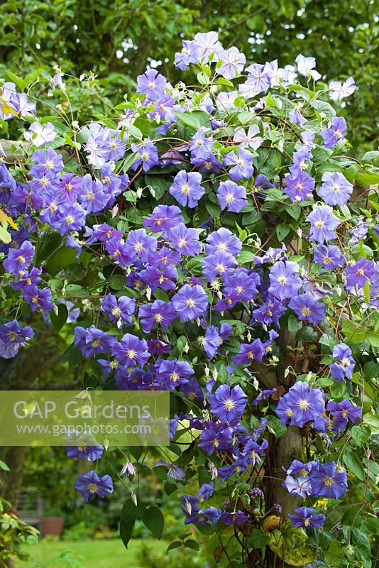 Clematis 'Perle d'Azur' growing over a pergola