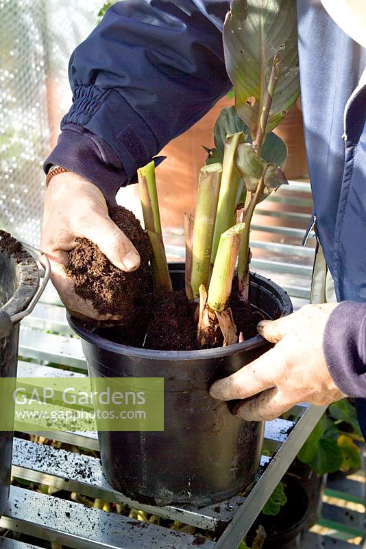 Potting up tender Cannas to overwinter in the greenhouse