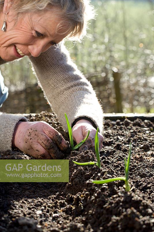 Carol Klein planting out Garlic - planting on ridges