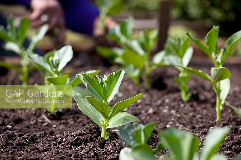 Sowing Broad Beans into recycled toilet roll middles - planting out grown plants
