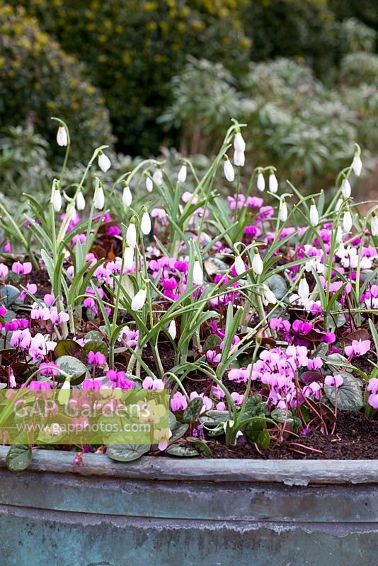 Large container planted up with Galanthus 'Atkinsii' and Cyclamen coum

