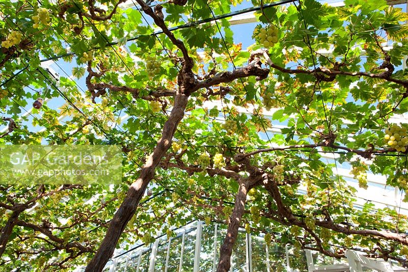 Vitis vinifera 'Muscat of Alexandria' - Grapes growing in the glasshouse at Chatsworth