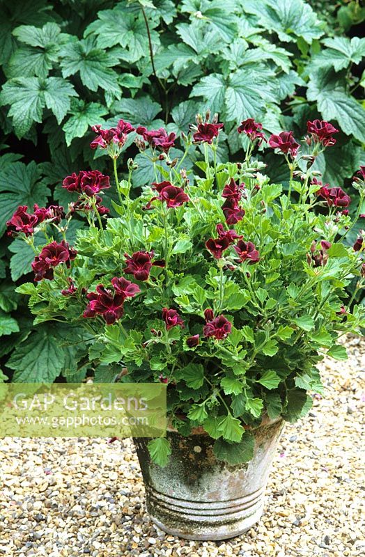 Pelargonium 'Lord Bute' growing in a terracotta pot