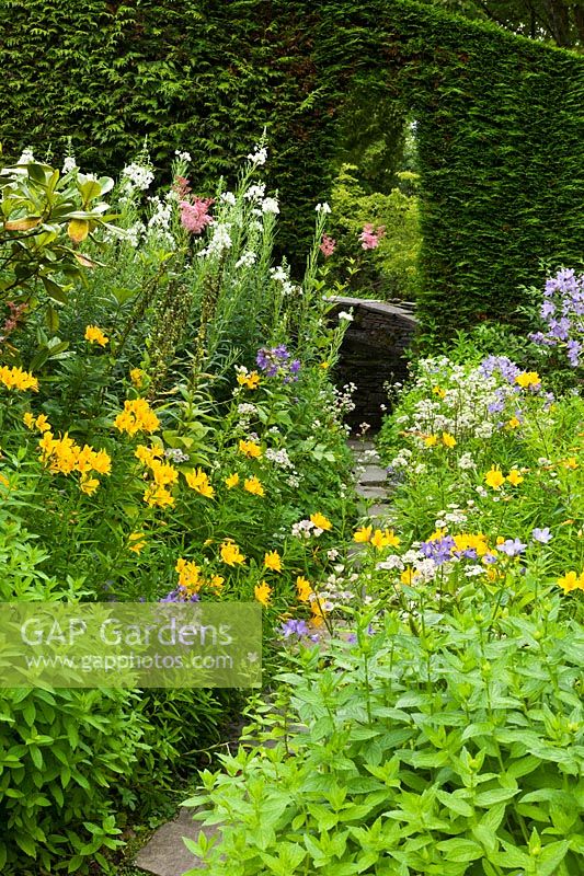 A floral pathway to the Bowling Green Terrace, with Alstroemeria and Astrantia. The Garden House, Yelverton, Devon. 