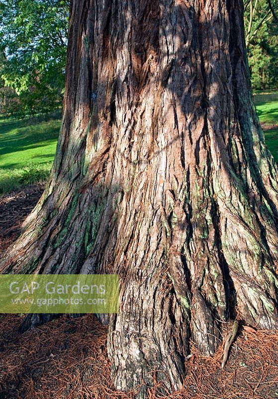 Sequoiadendron - Giant Redwood at Batsford Arboretum