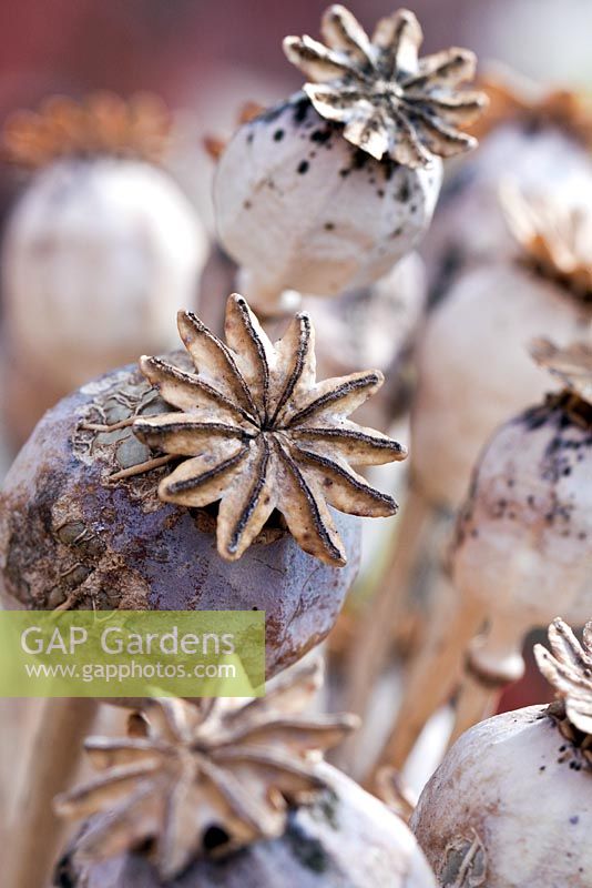 Papaver sonniferum - Opium Poppy seedheads