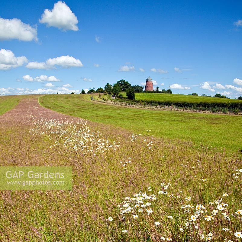 Wild flower meadow with views to Old Windmill near Rowley Hose Farm NGS, Cannock Wood, Staffordshire, England 
