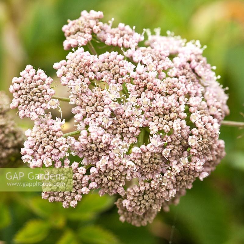 Achillea millefolium - Yarrow. Most flowers are white or cream but some have a mauve or occasionally purple tinge