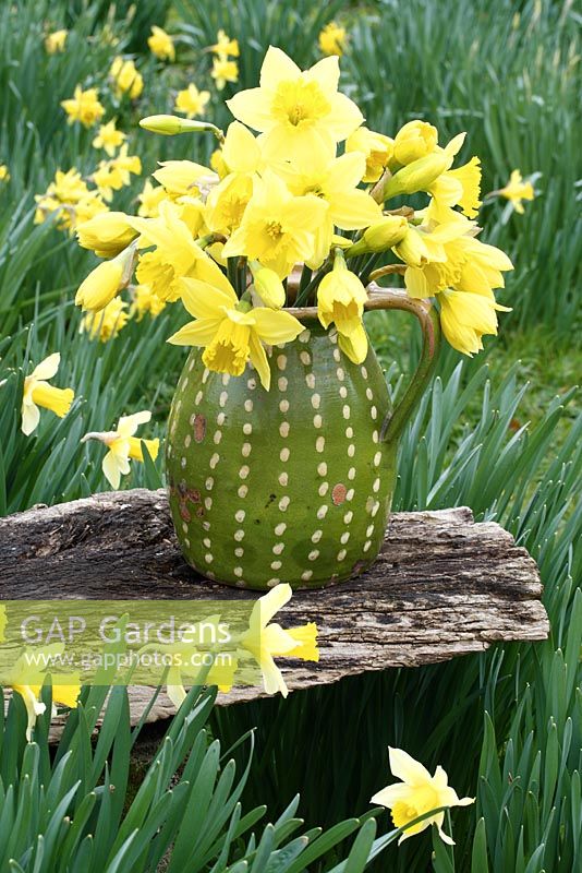 Rustic jug of daffodils on wooden bench