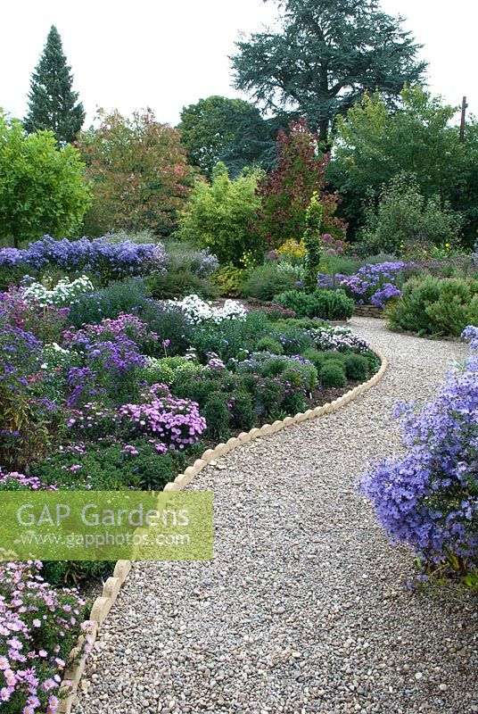 Gravel path through stunning borders of Asters, with mature specimen trees in background - The Picton Garden, Colwall, Worcestershire