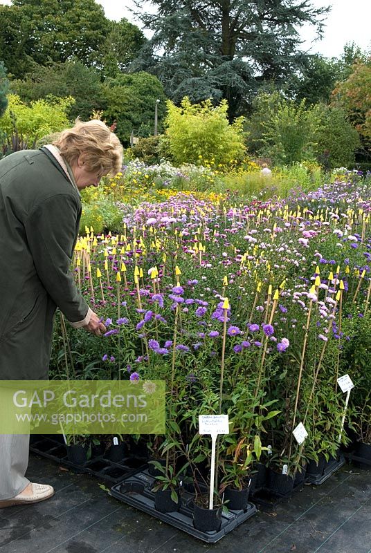 Customer in the nursery area selecting plants - The Picton Garden, Colwall, Worcestershire