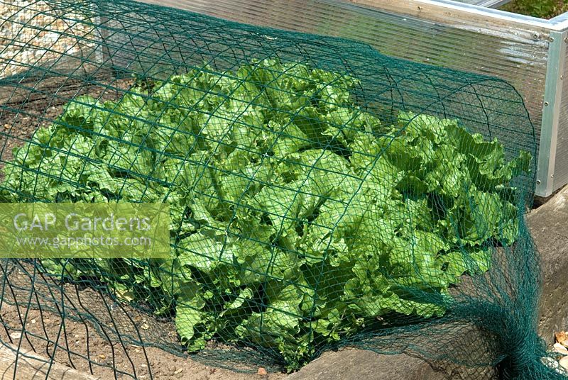 Lettuces growing under protective netting - Open Gardens Day 2011, Newbourne, Suffolk