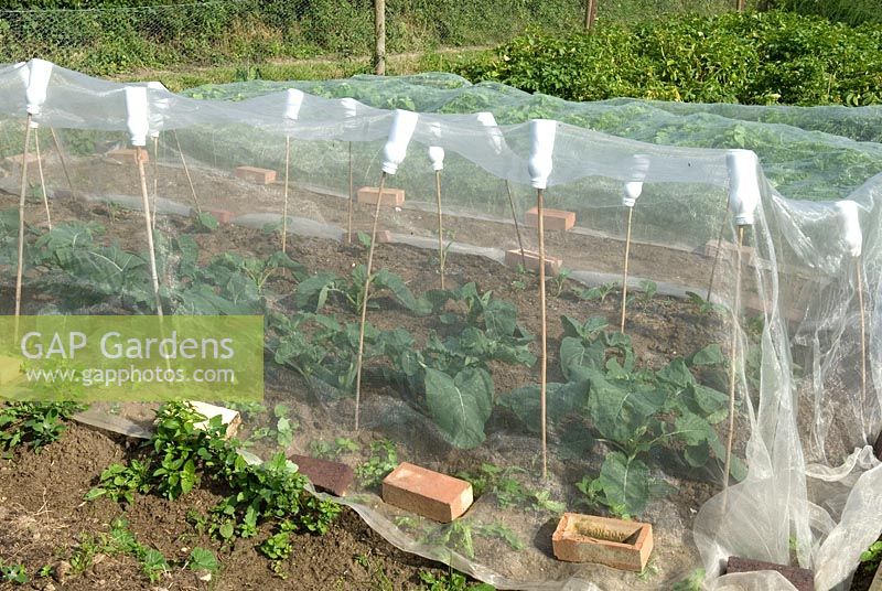 Brassica plants under protective nets on allotment - Orford, Suffolk