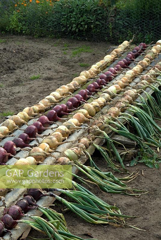 Rows of harvested onions neatly placed on sheets of corrugated tin to dry - Orford, Suffolk