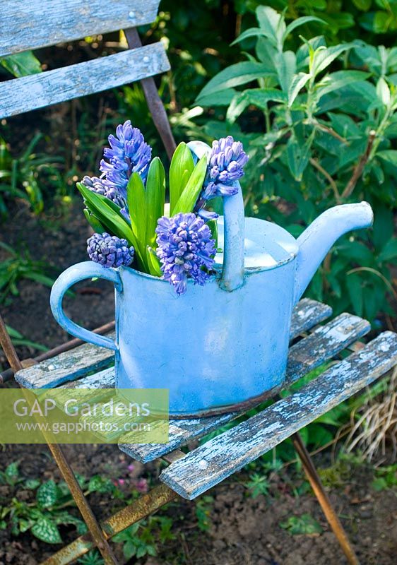 Blue hyacinths in enamel watering can