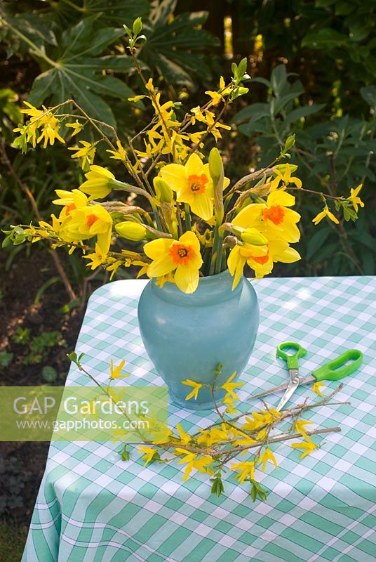 Cutting spring flowers - narcissi and forsythia