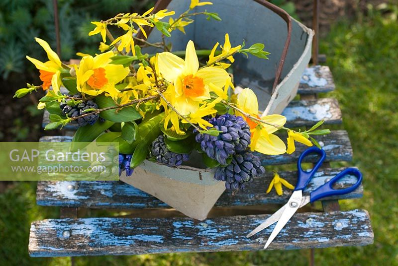 Cutting spring flowers - narcissi, blue hyacinths and forsythia