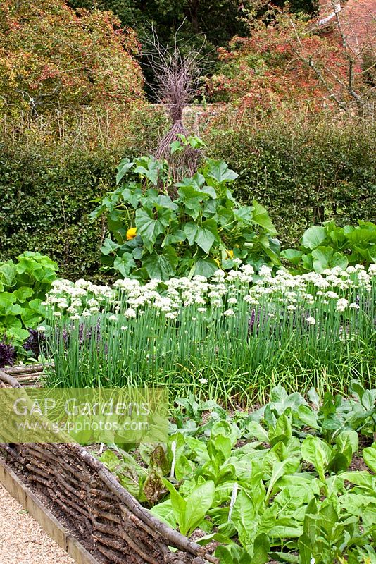 The vegetable garden at Perch hill with garlic chives - Allium tuberosum - and teepee with climbing pumpkins