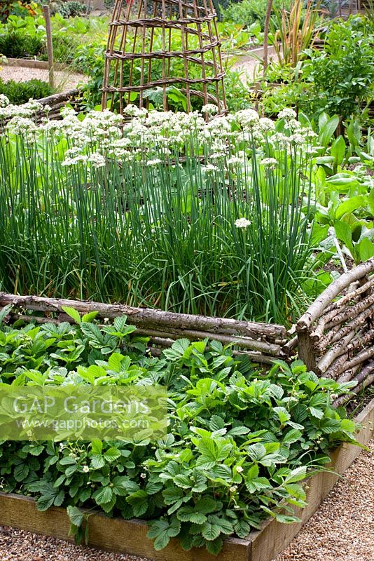 Allium tuberosum - Garlic chives with strawberry plants in the vegetable garden at Perch Hill. Hazel hurdles dividing the bed