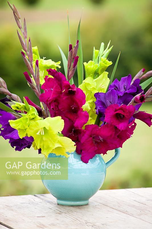 Gladiolus collection in a turquoise jug