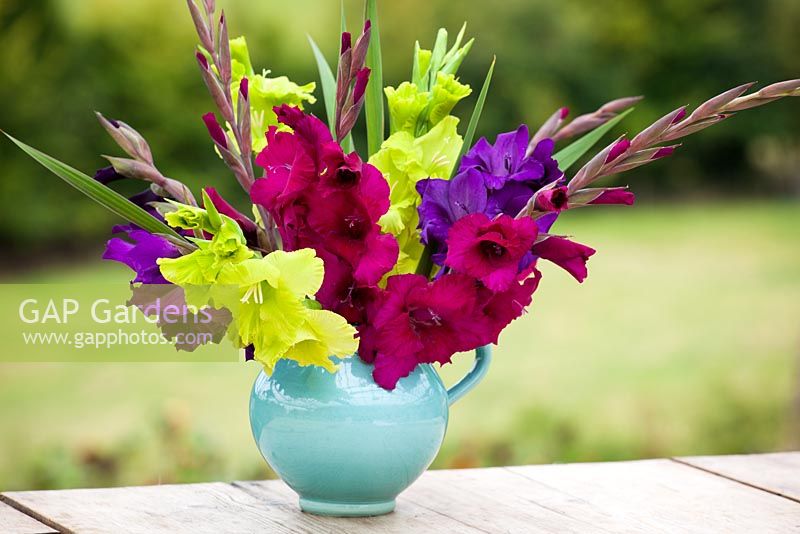Gladiolus collection in a turquoise jug