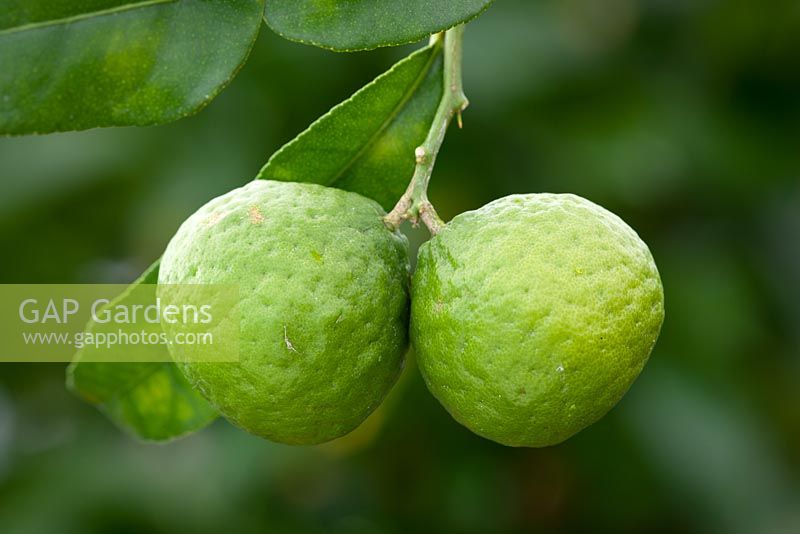 Citrus x hystrix - Kaffir Lime grown indoors