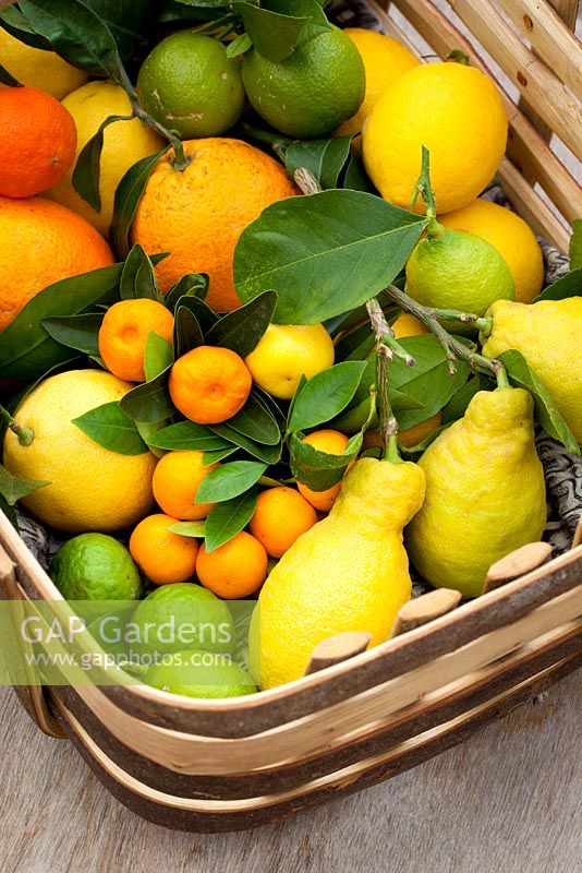 Basket of citrus fruits. Citrus calamondin, Kaffir Lime, Citrus Lemon 'Four Seasons', Citrus Orange 'Navel'