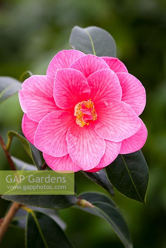 Camellia williamsii 'Donation' AGM