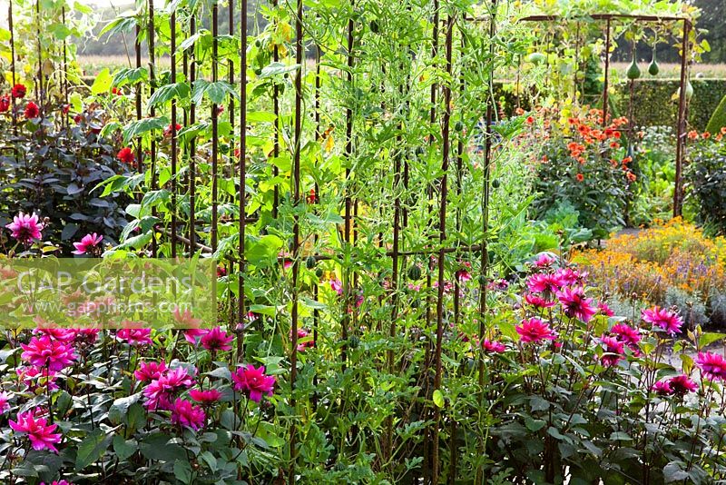 Mixed gourds - Lagenaria - growing over a metal pergola with Dahlia 'Olympic Fire' around the base in the potager at De Boschhoeve. Dahlia 'Sayonara' in the foreground with Ipomoea 'Heavenly Blue' and gooseberry melons - Cucumis myriocarpus - growing over metal frame in the foreground