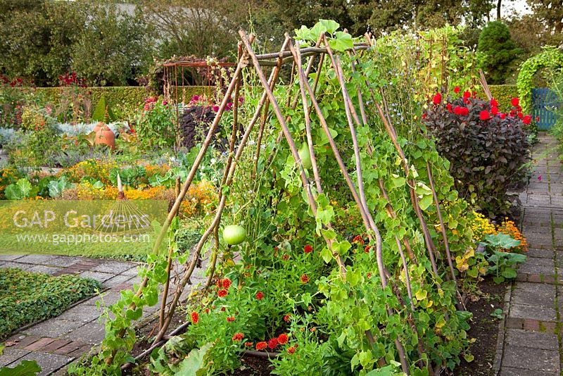 Gourds growing over tent structure made of poles in the potager at De Boschhoeve
