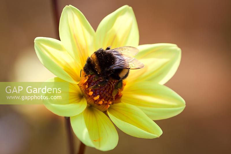 Dahlia 'Summertime' with bee