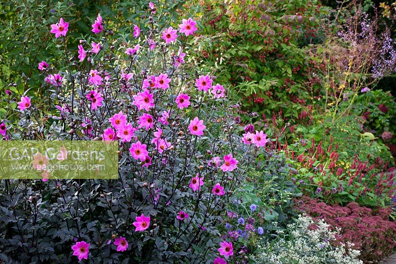 Dahlia 'Magenta Star' with euonymus in the background