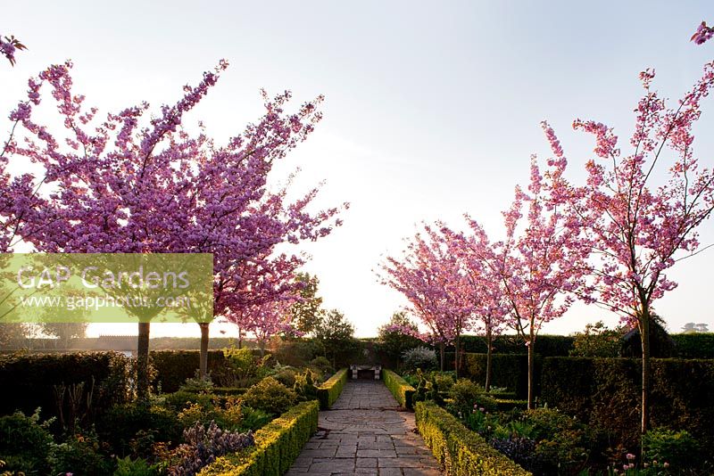Mitton Manor in Staffordshire with cherry trees and low parterre hedged garden