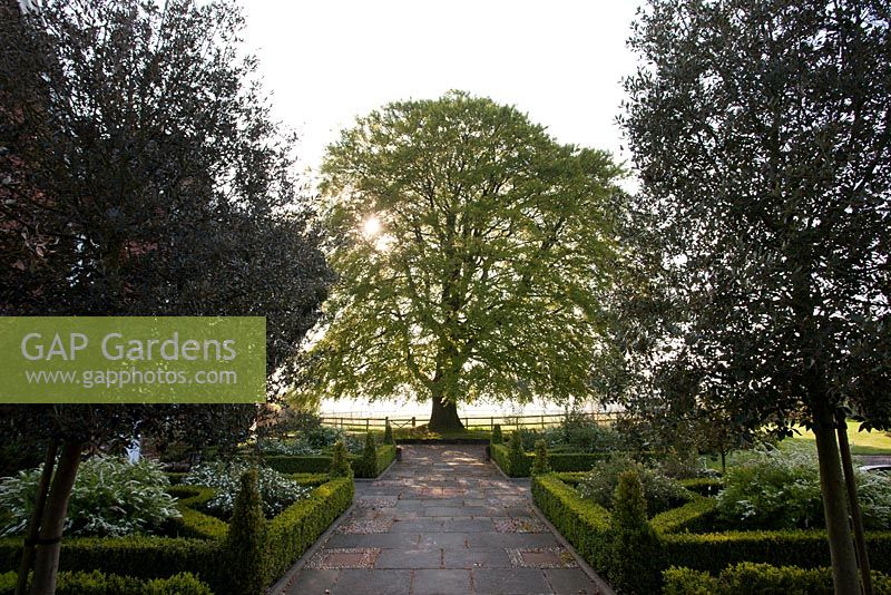 Mitton Manor in Staffordshire. Large beech tree and low hegded parterre