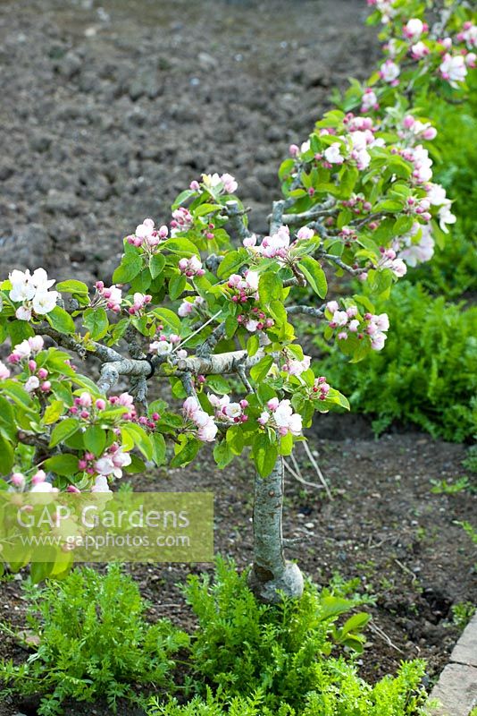 Malus 'Step-Over'